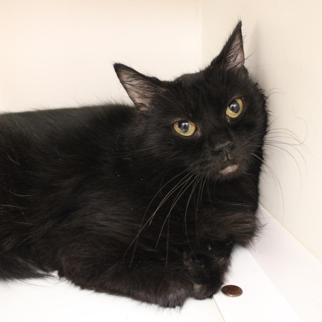 Martha, Adoptable, Young Female Domestic Short Hair.