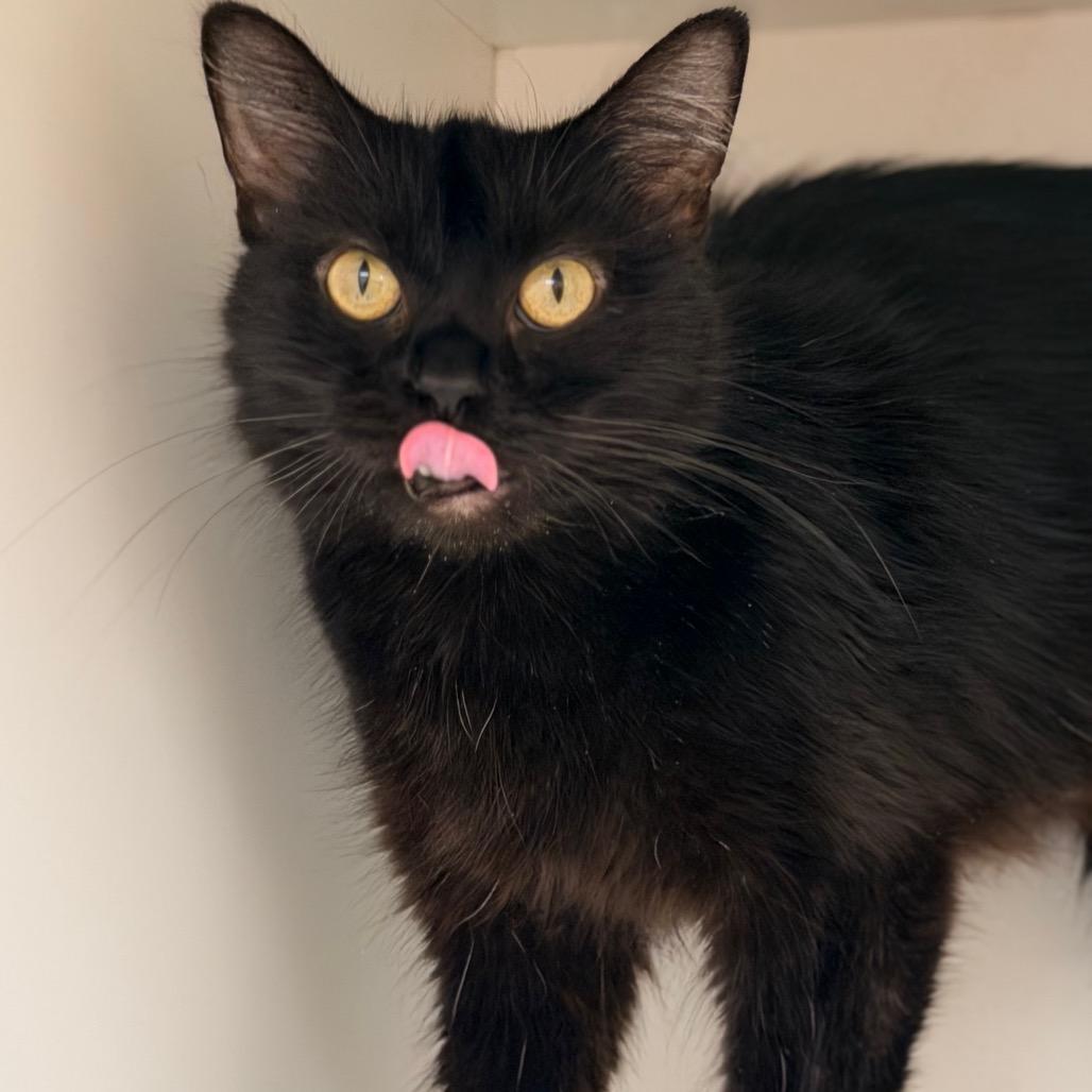Enlarge Martha, a Adopted Domestic Short Hair in Champaign, IL image 2/4