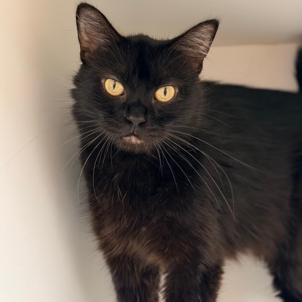 Enlarge Martha, a Adopted Domestic Short Hair in Champaign, IL image 3/4