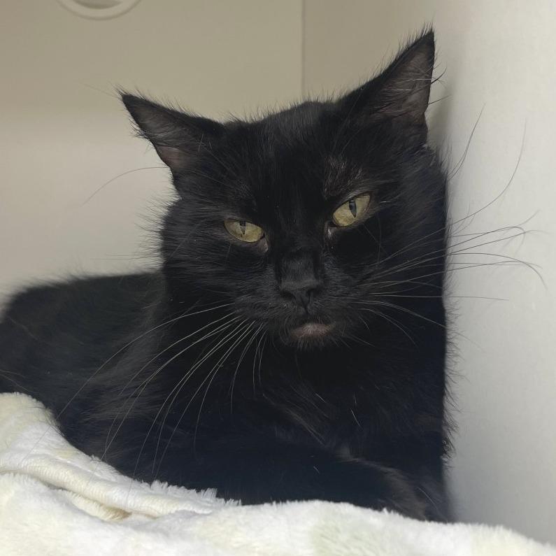 Enlarge Martha, a Adopted Domestic Short Hair in Champaign, IL image 4/4