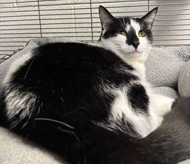 Enlarge Artichoke, a Adoptable Domestic Short Hair in Allegan, MI image 1/1