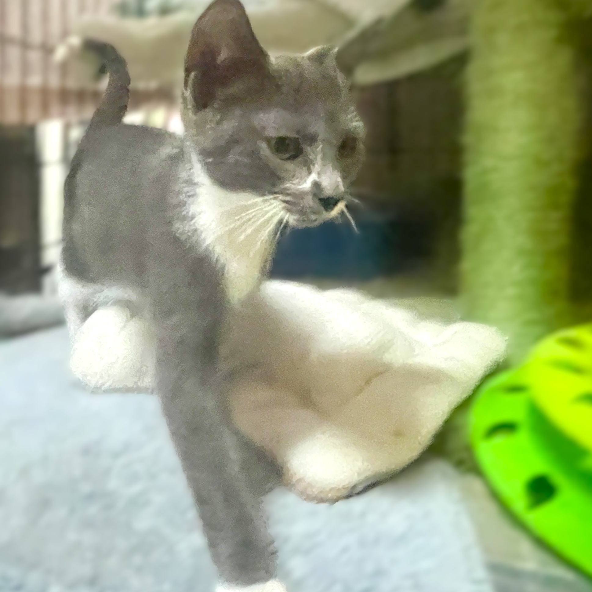 Enlarge CYPERUS, a Adoptable mixed breed in Spotsylvania, VA image 2/3