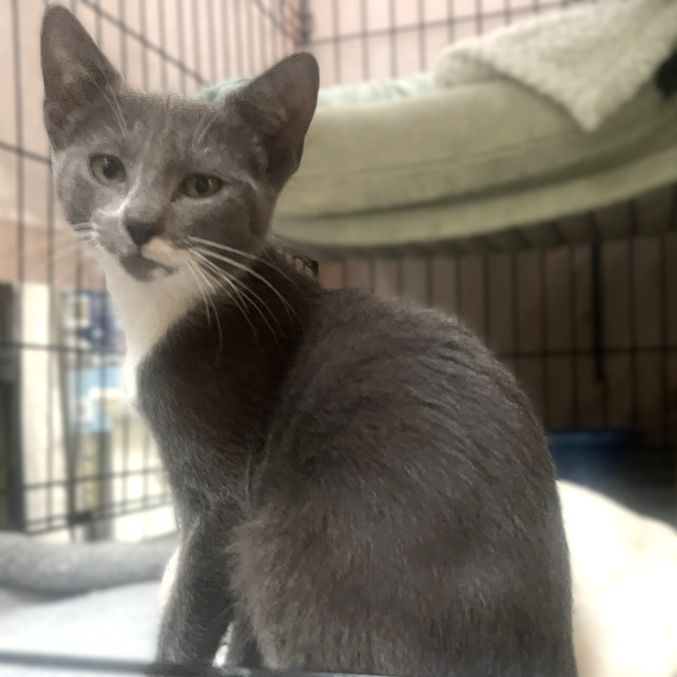 Enlarge CYPERUS, a Adoptable mixed breed in Spotsylvania, VA image 3/3