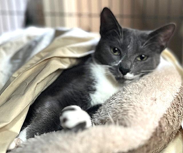 Enlarge CYPERUS, a Adoptable mixed breed in Spotsylvania, VA image 1/3