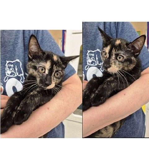 Rayna, Adoptable, Kitten Female Tortoiseshell.