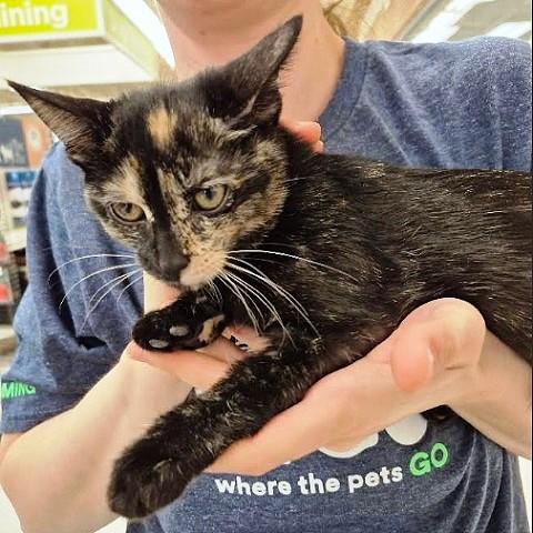 Enlarge Rayna, a Adoptable Tortoiseshell in Salt Lake City, UT image 2/4