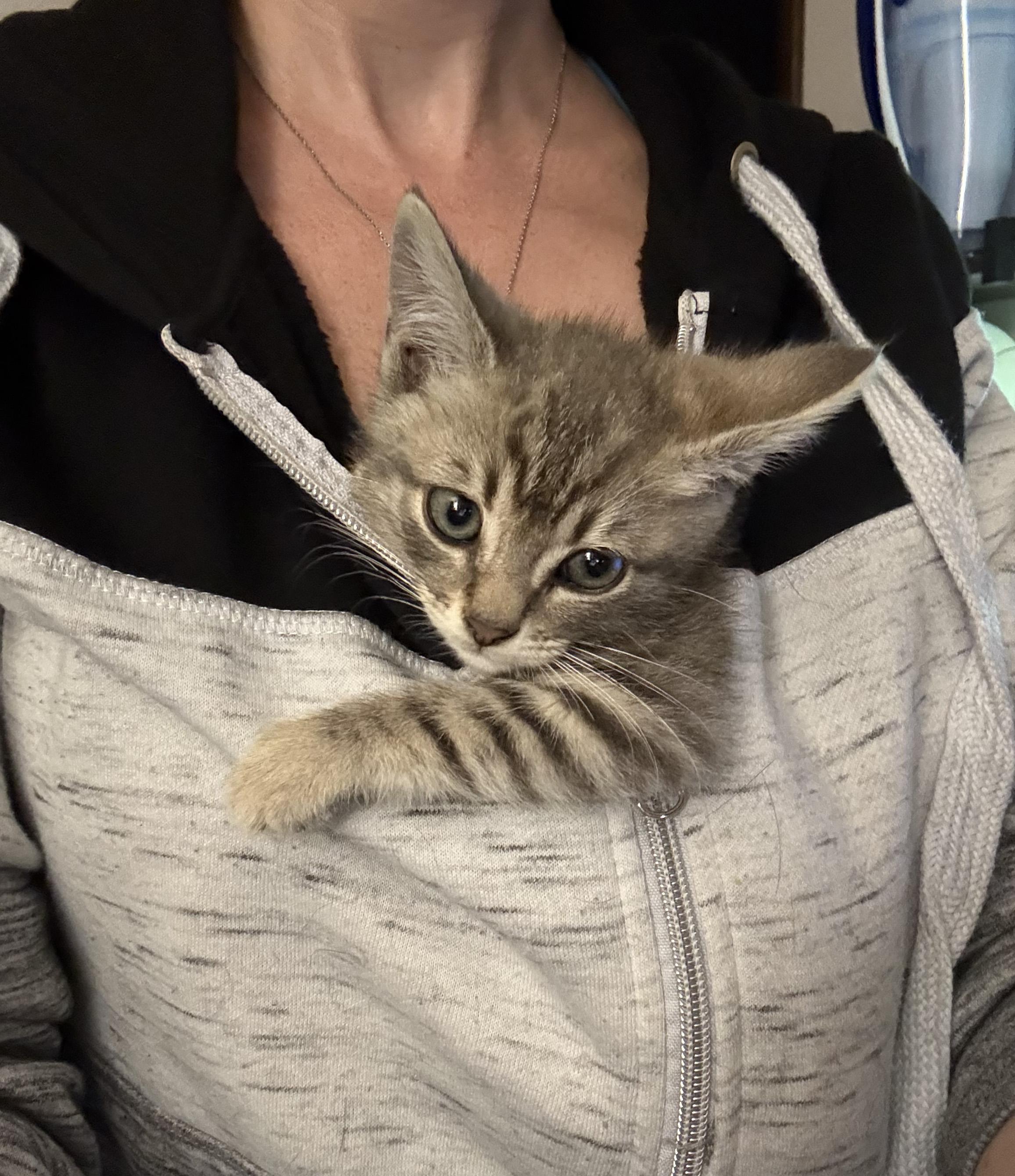 Poppy Kitten photo 3
