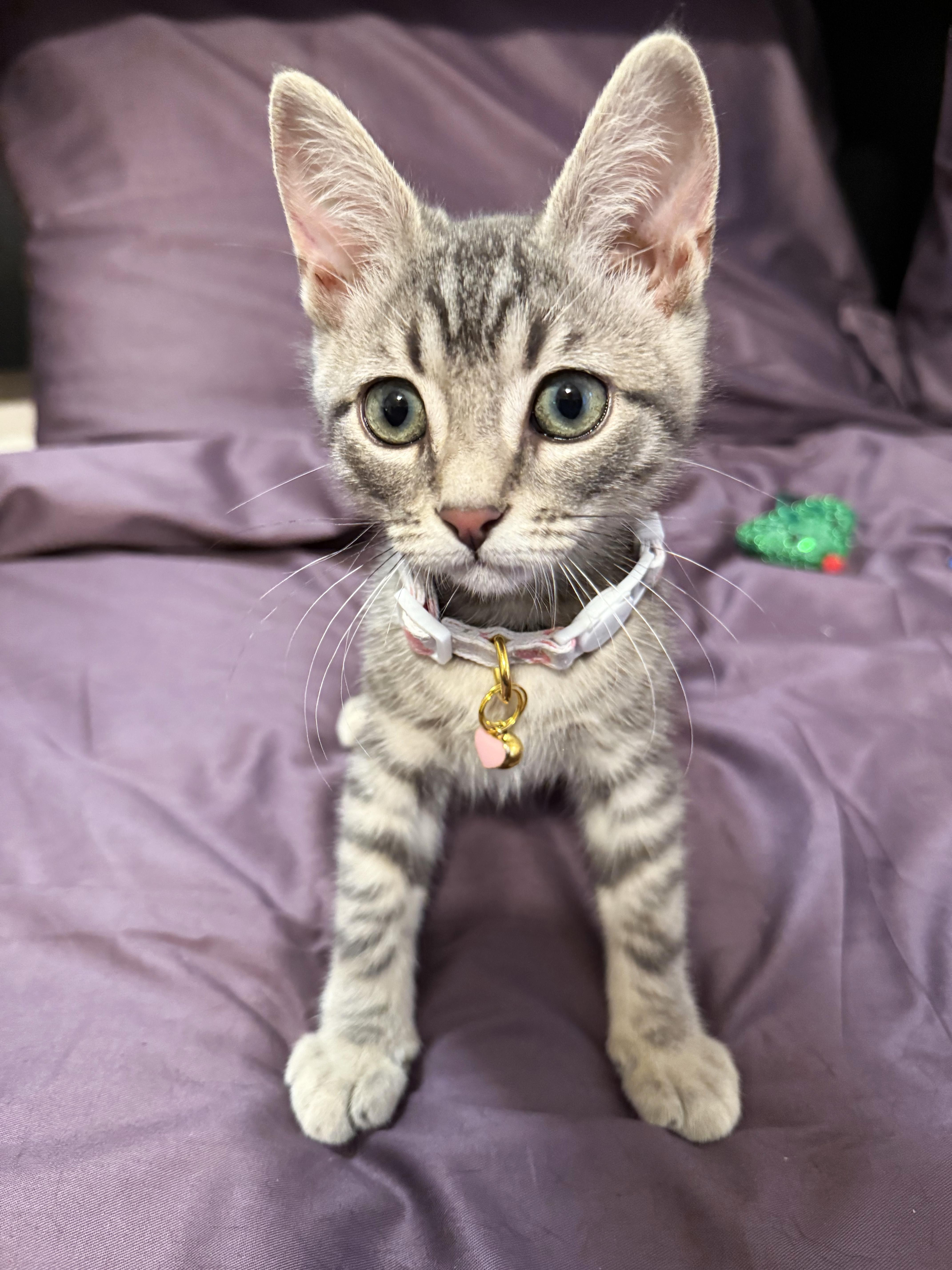 Poppy Kitten photo 4