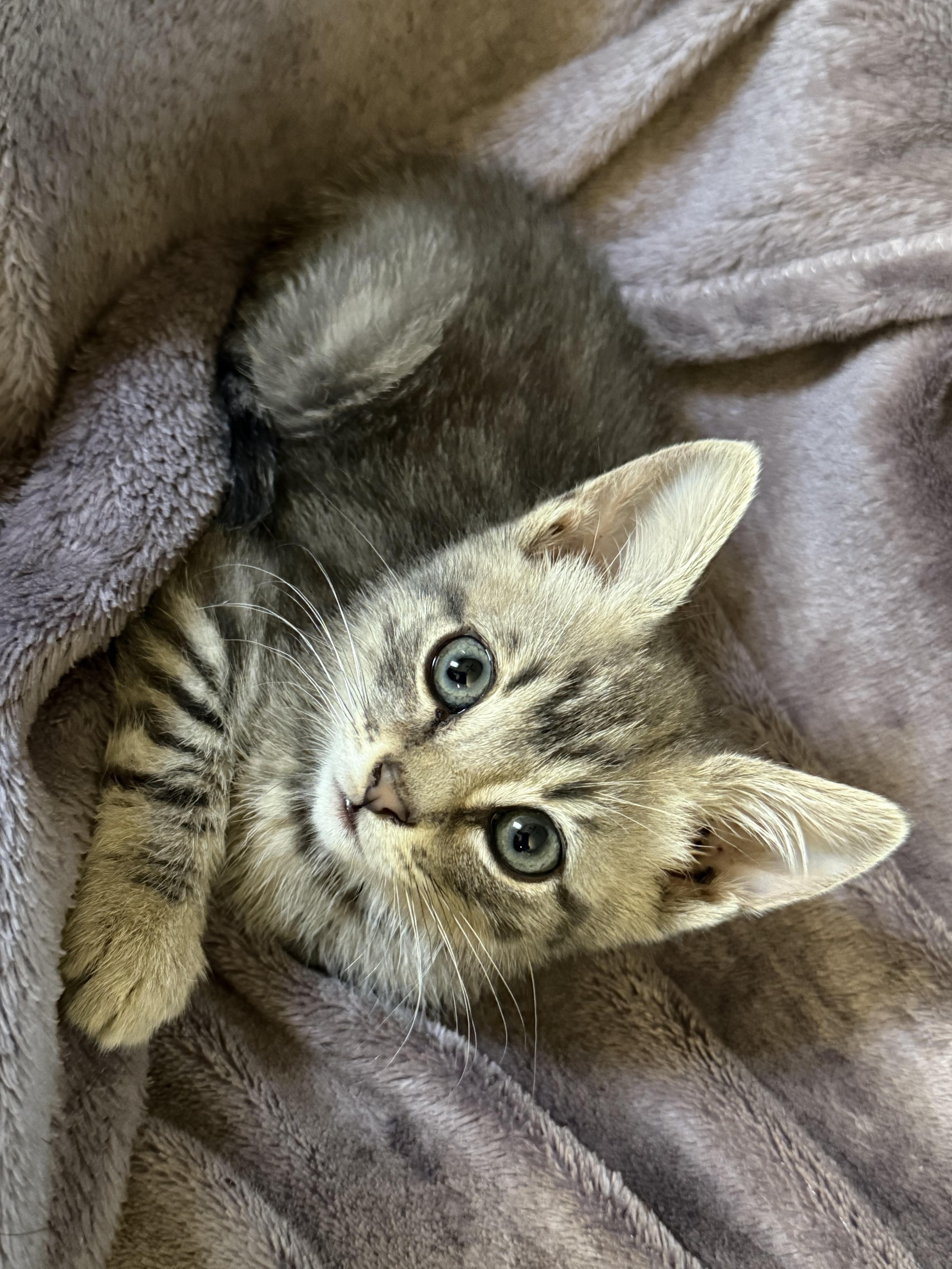 Poppy Kitten