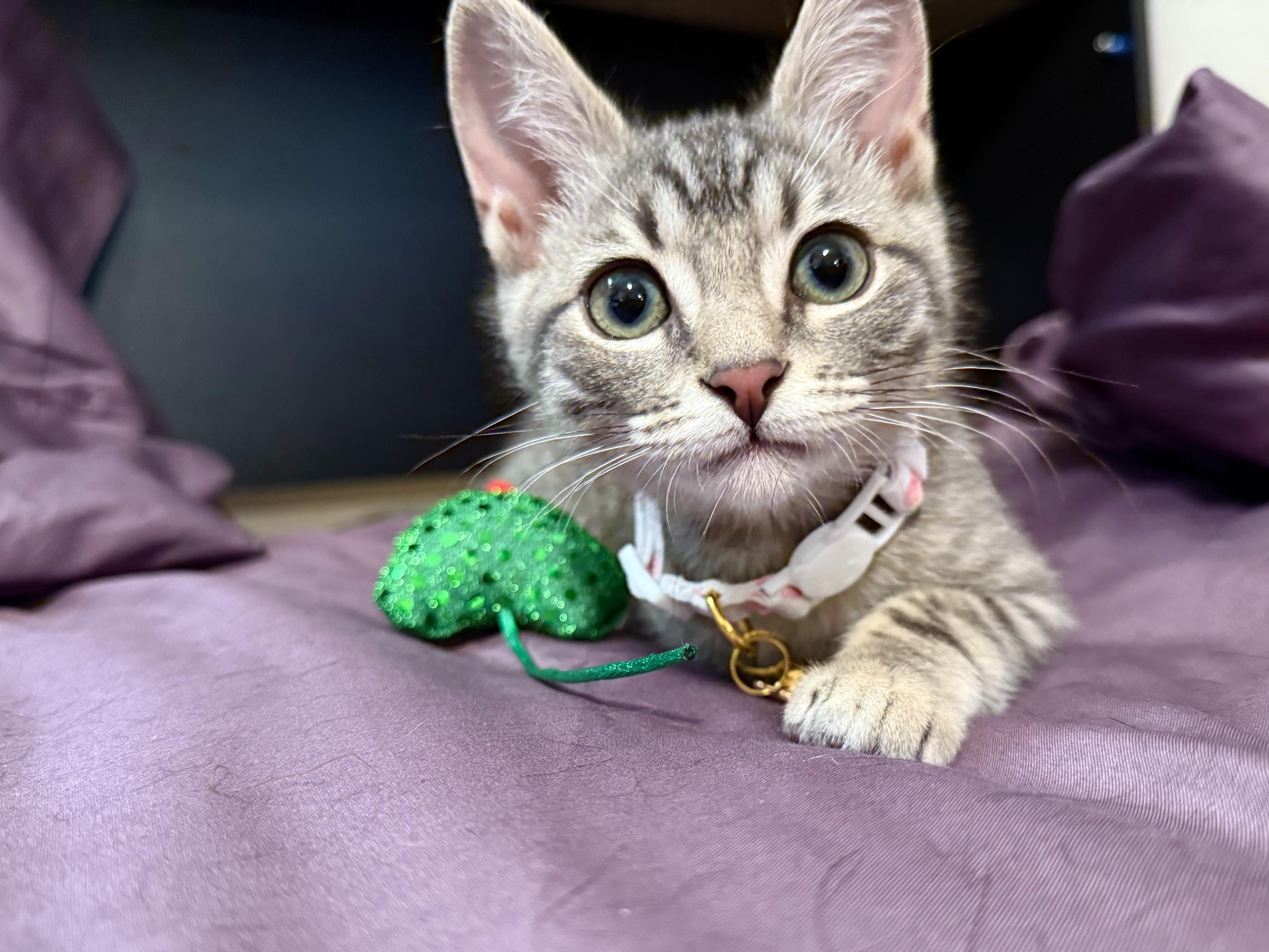 Poppy Kitten photo 2