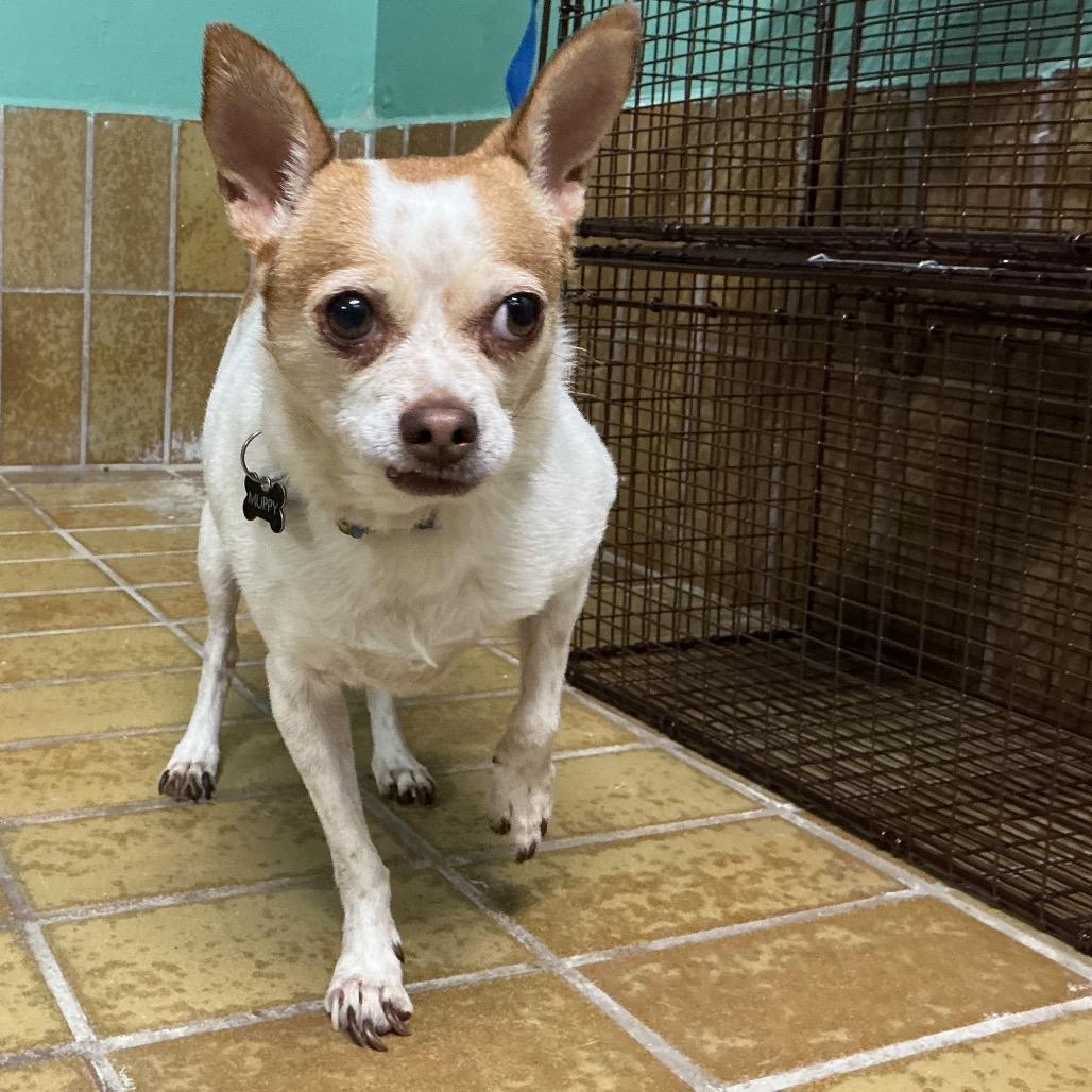 Muppy, a Adoptable Chihuahua in San Gabriel, CA image 1/2