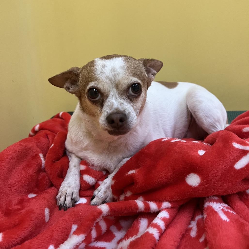 Muppy, a Adoptable Chihuahua in San Gabriel, CA image 2/2