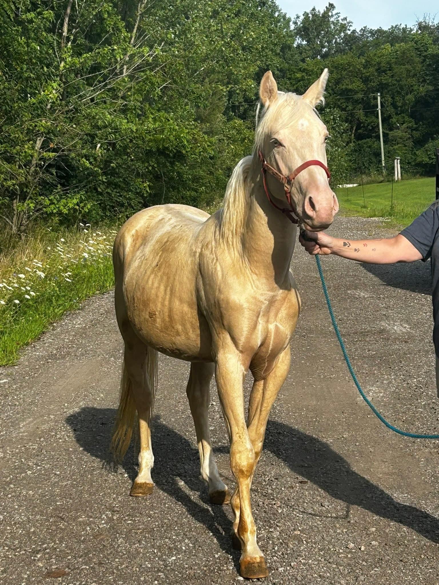 Stetson, a Adoptable Pony in Decatur, IN image 1/3
