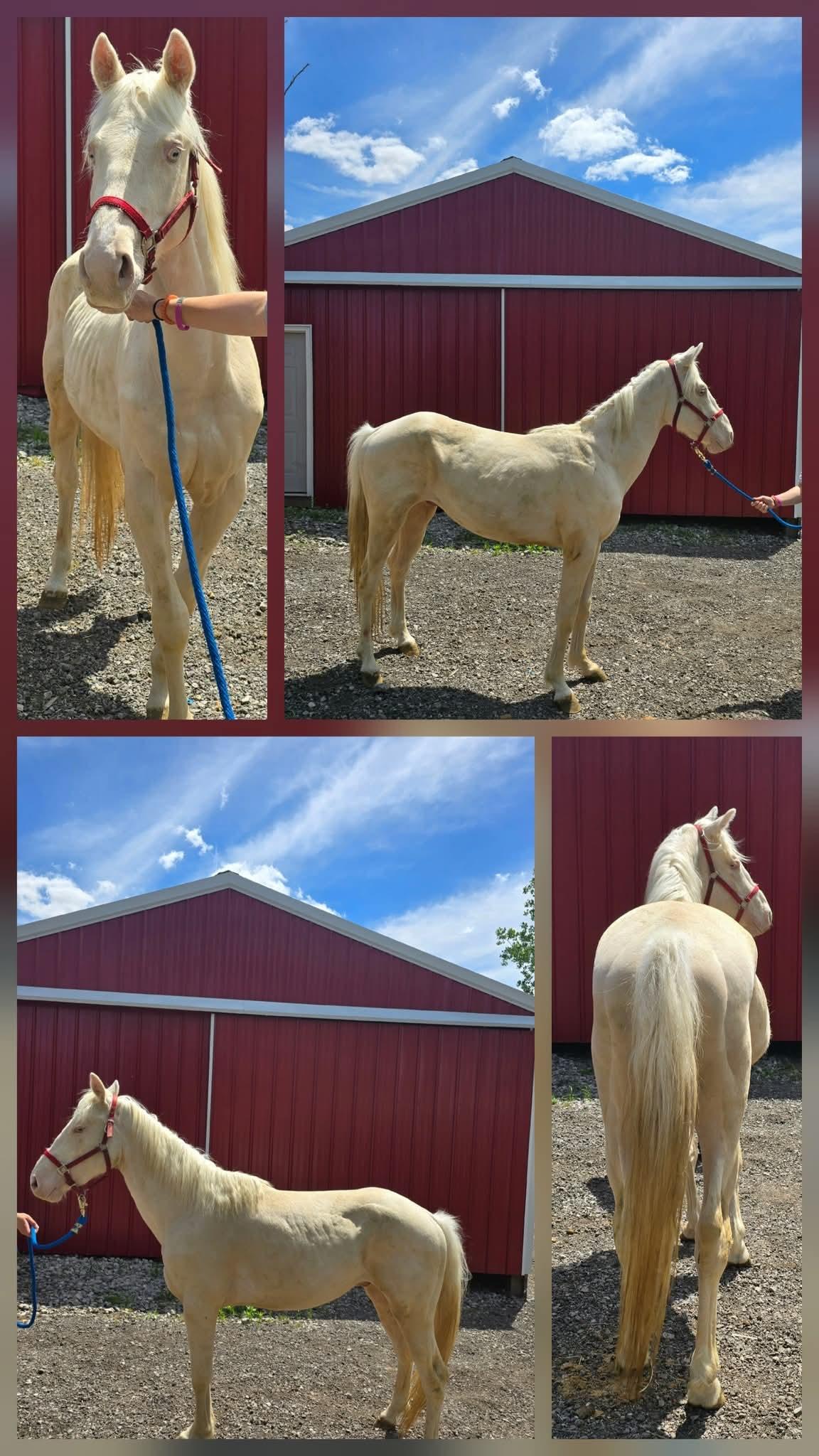 Stetson, a Adoptable Pony in Decatur, IN image 2/3