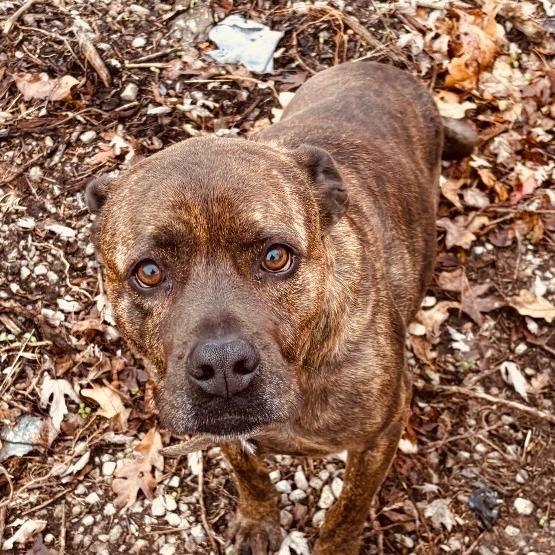 Enlarge Charm, a Adoptable Pit Bull Terrier in Rogersville, MO image 1/6