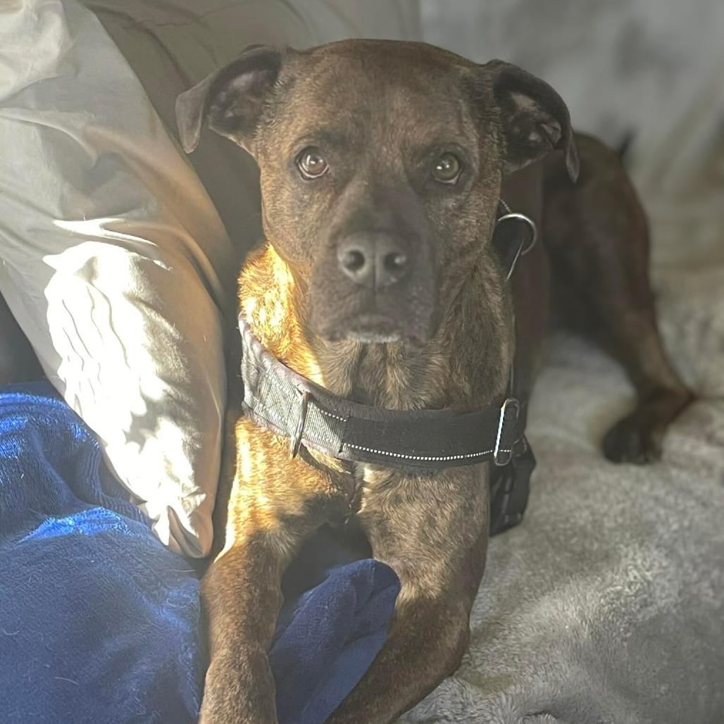 Enlarge Charm, a Adoptable Pit Bull Terrier in Rogersville, MO image 2/6