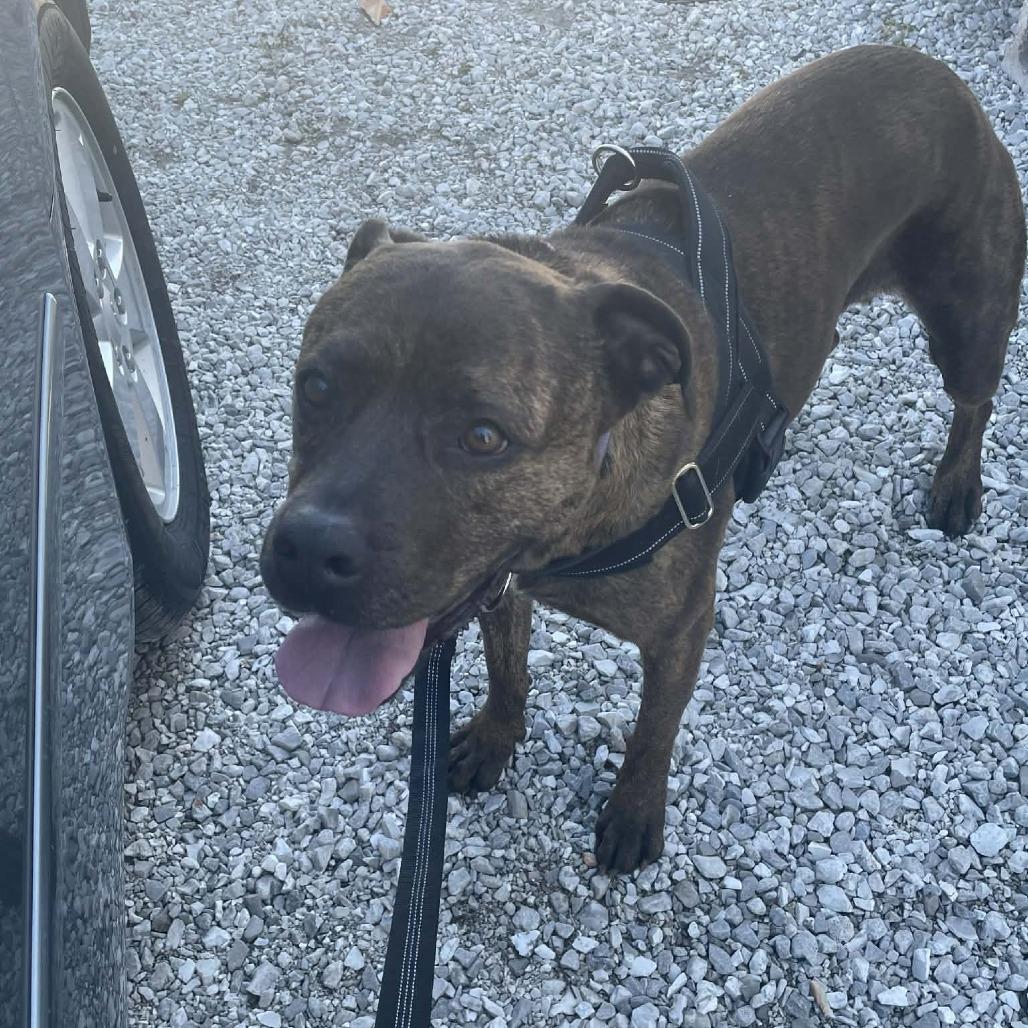 Enlarge Charm, a Adoptable Pit Bull Terrier in Rogersville, MO image 3/6