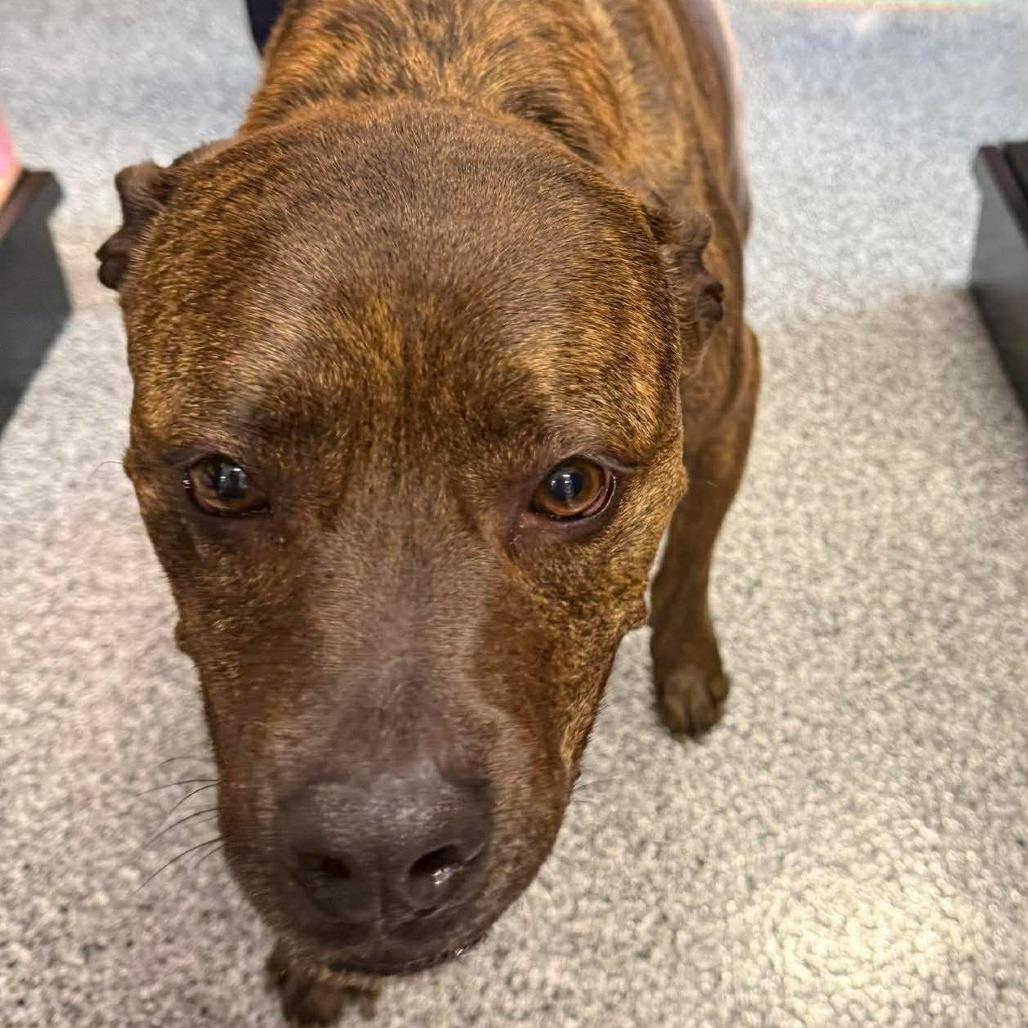 Enlarge Charm, a Adoptable Pit Bull Terrier in Rogersville, MO image 4/6