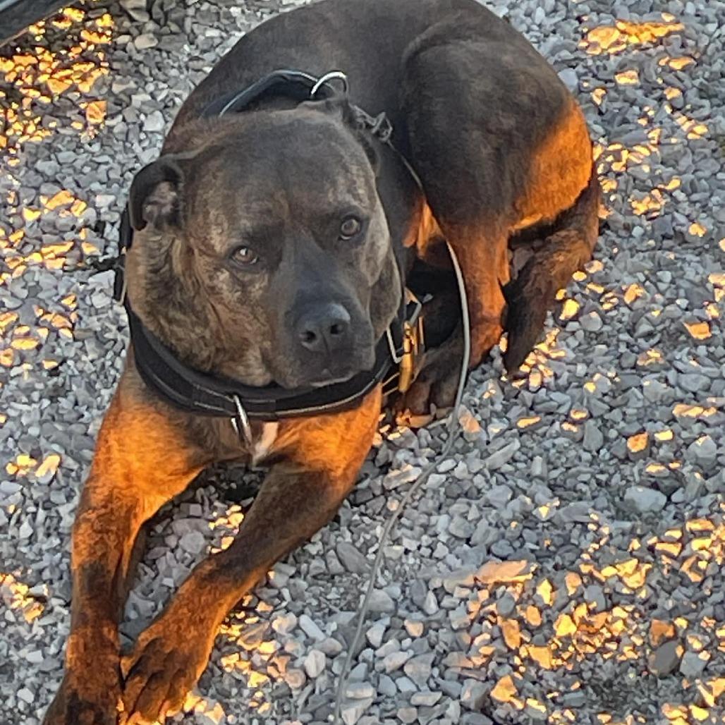 Enlarge Charm, a Adoptable Pit Bull Terrier in Rogersville, MO image 5/6