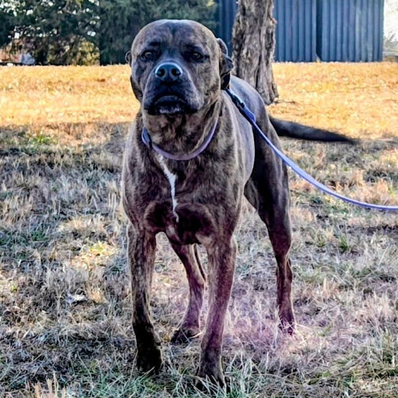 Enlarge Charm, a Adoptable Pit Bull Terrier in Rogersville, MO image 6/6