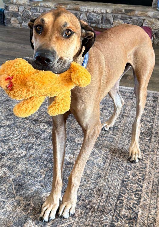 Archie, a Adoptable Great Dane in Larkspur, CO image 2/4