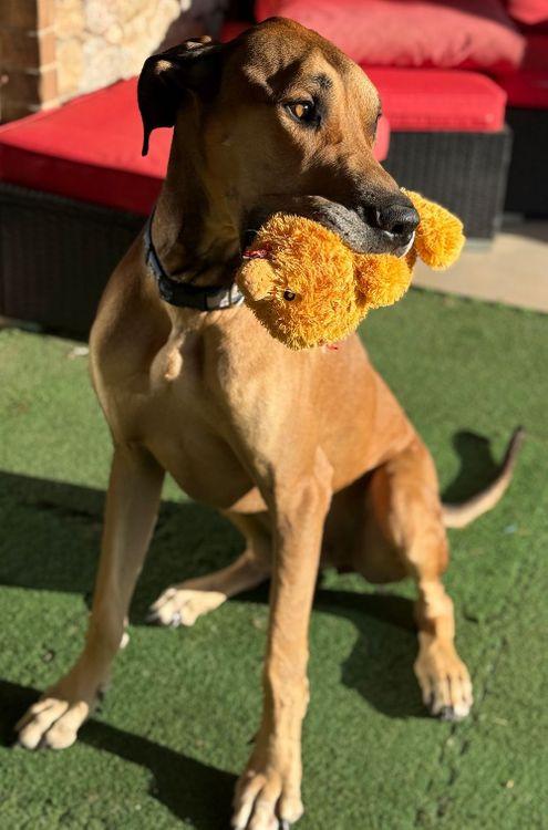 Archie, a Adoptable Great Dane in Larkspur, CO image 3/4