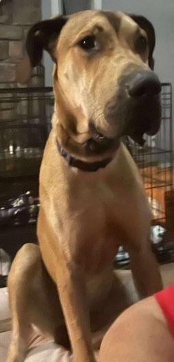 Archie, a Adoptable Great Dane in Larkspur, CO image 4/4