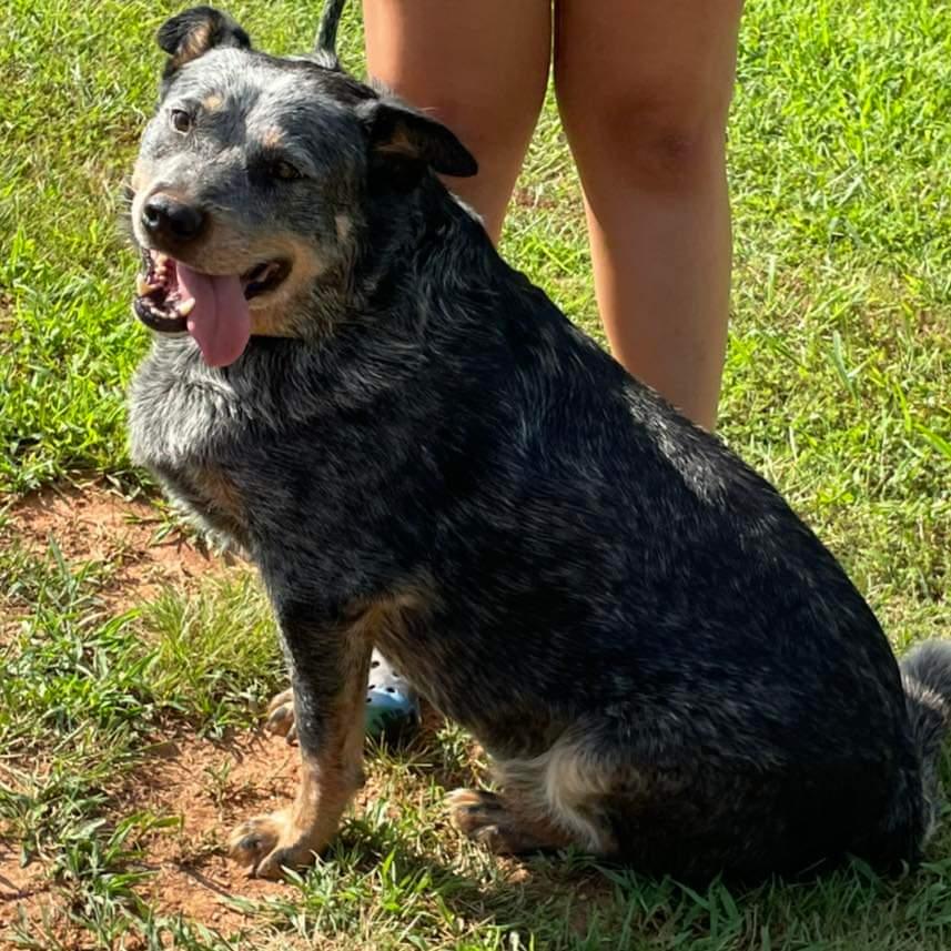 Enlarge Hale (Old Man): Sponsored: Not at shelter (Stacey), a Adoptable Australian Cattle Dog / Blue Heeler in Rustburg, VA image 2/3