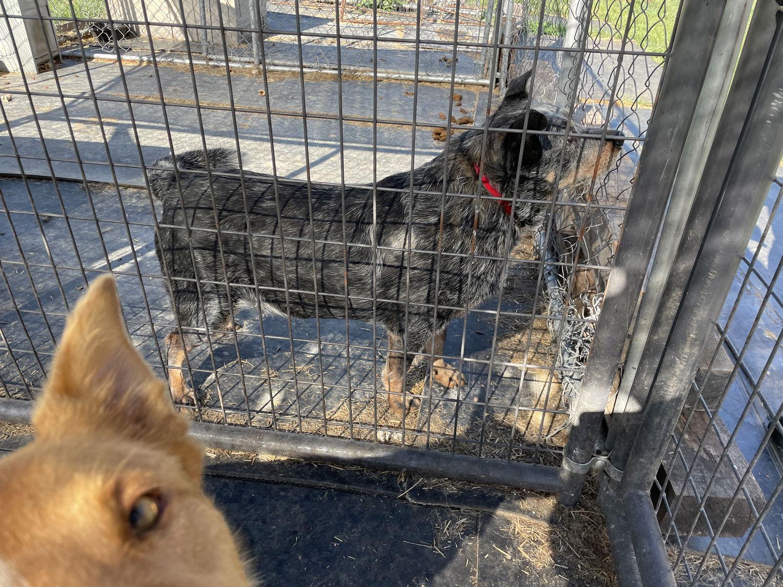 Hale (Old Man): Sponsored: Not at shelter (Stacey), a Adoptable Australian Cattle Dog / Blue Heeler in Rustburg, VA image 3/3