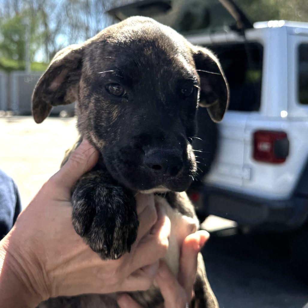 NY Lilibet Avail Apr 26 (JV Mall Spring Fest), Adoptable, Puppy Female Treeing Walker Coonhound & Black Mouth Cur.