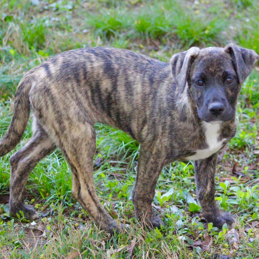 Enlarge NY Lilibet Avail Apr 26 (JV Mall Spring Fest), a Adoptable mixed breed in Eastford, CT image 2/5