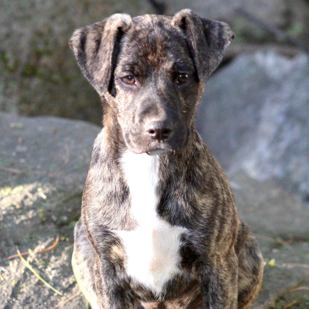 Enlarge NY Lilibet Avail Apr 26 (JV Mall Spring Fest), a Adoptable mixed breed in Eastford, CT image 3/5