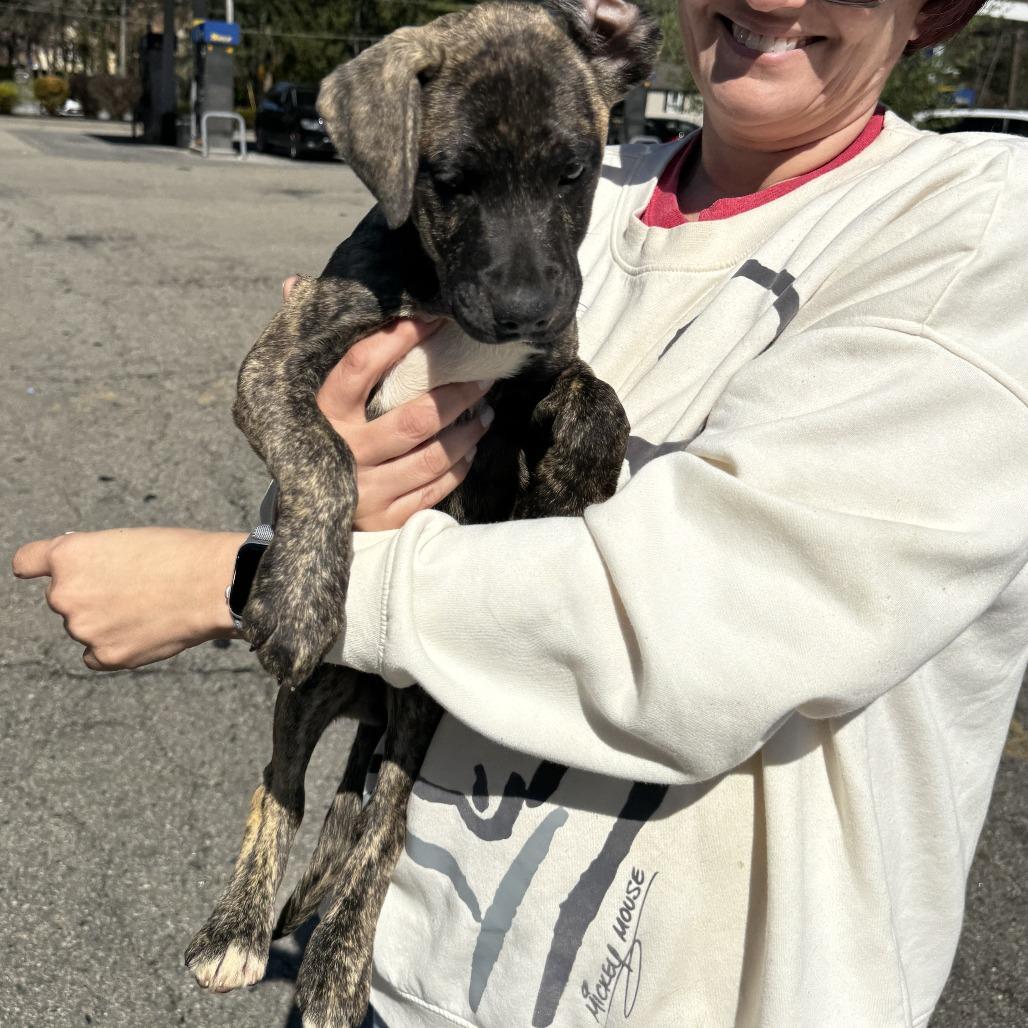 Enlarge NY Lilibet Avail Apr 26 (JV Mall Spring Fest), a Adoptable mixed breed in Eastford, CT image 4/5