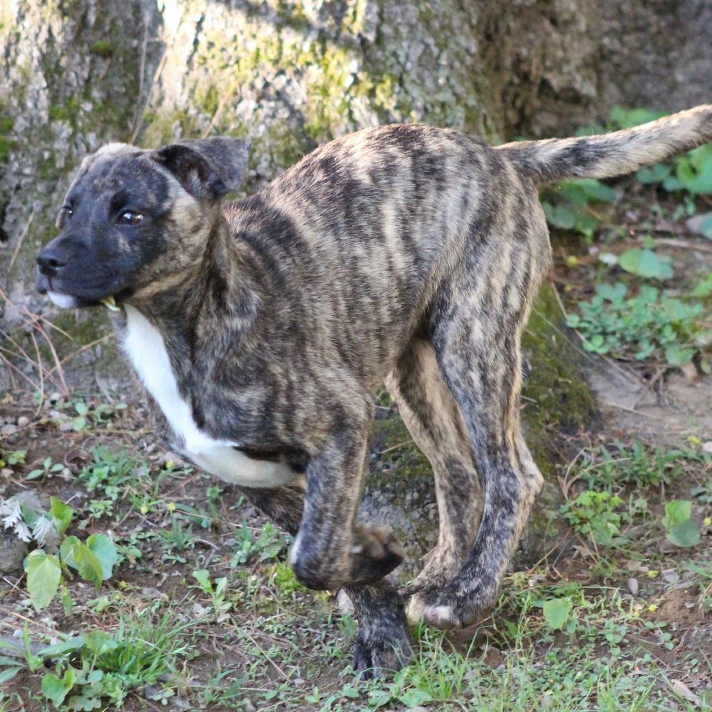 Enlarge NY Lilibet Avail Apr 26 (JV Mall Spring Fest), a Adoptable mixed breed in Eastford, CT image 5/5