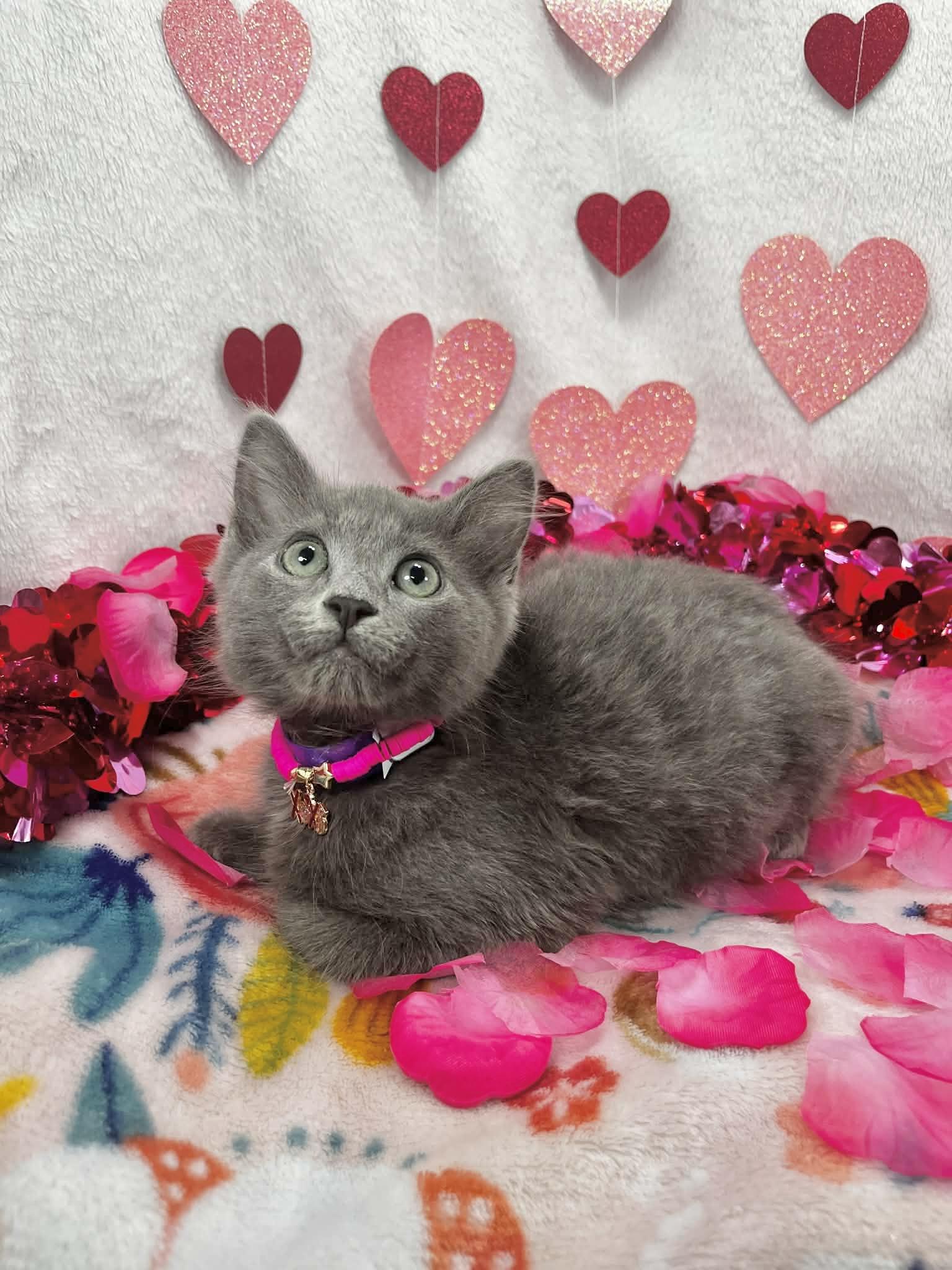 Enlarge Marylyn, an adopted mixed breed in Tavares, FL image 4/4