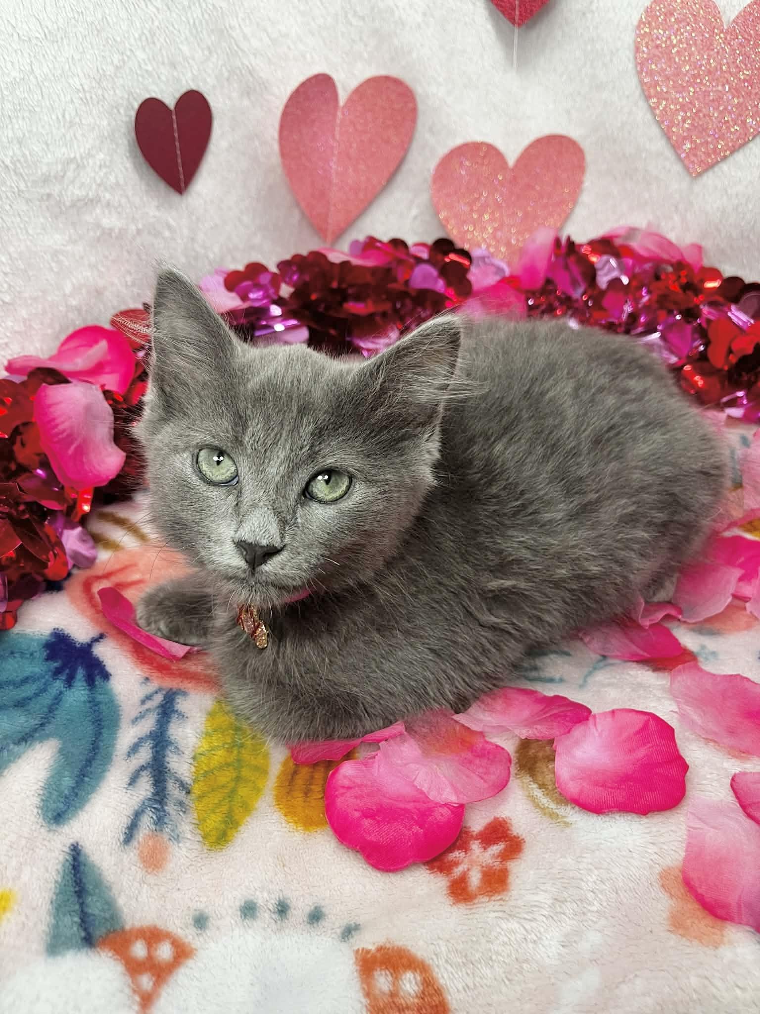 Enlarge Marylyn, an adopted mixed breed in Tavares, FL image 2/4