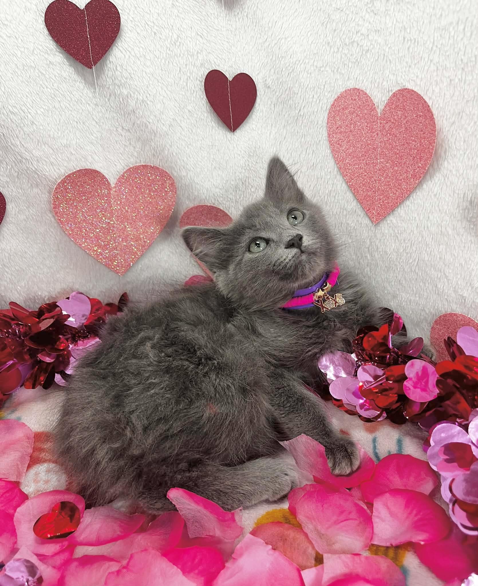 Marylyn, adopted, Kitten Female Russian Blue & Nebelung.