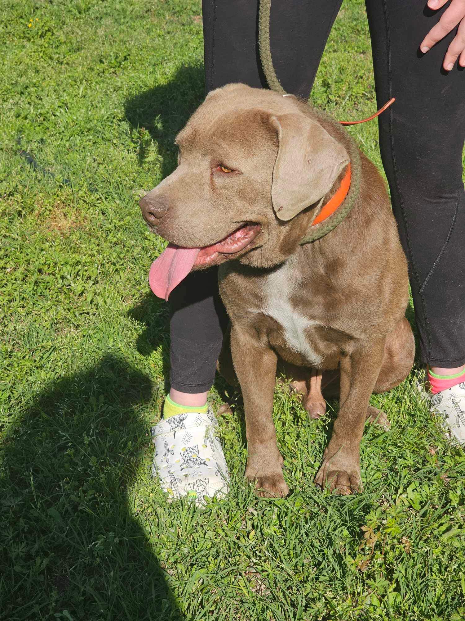 Enlarge Beau M, an adopted Pit Bull Terrier in Savannah, GA image 2/4