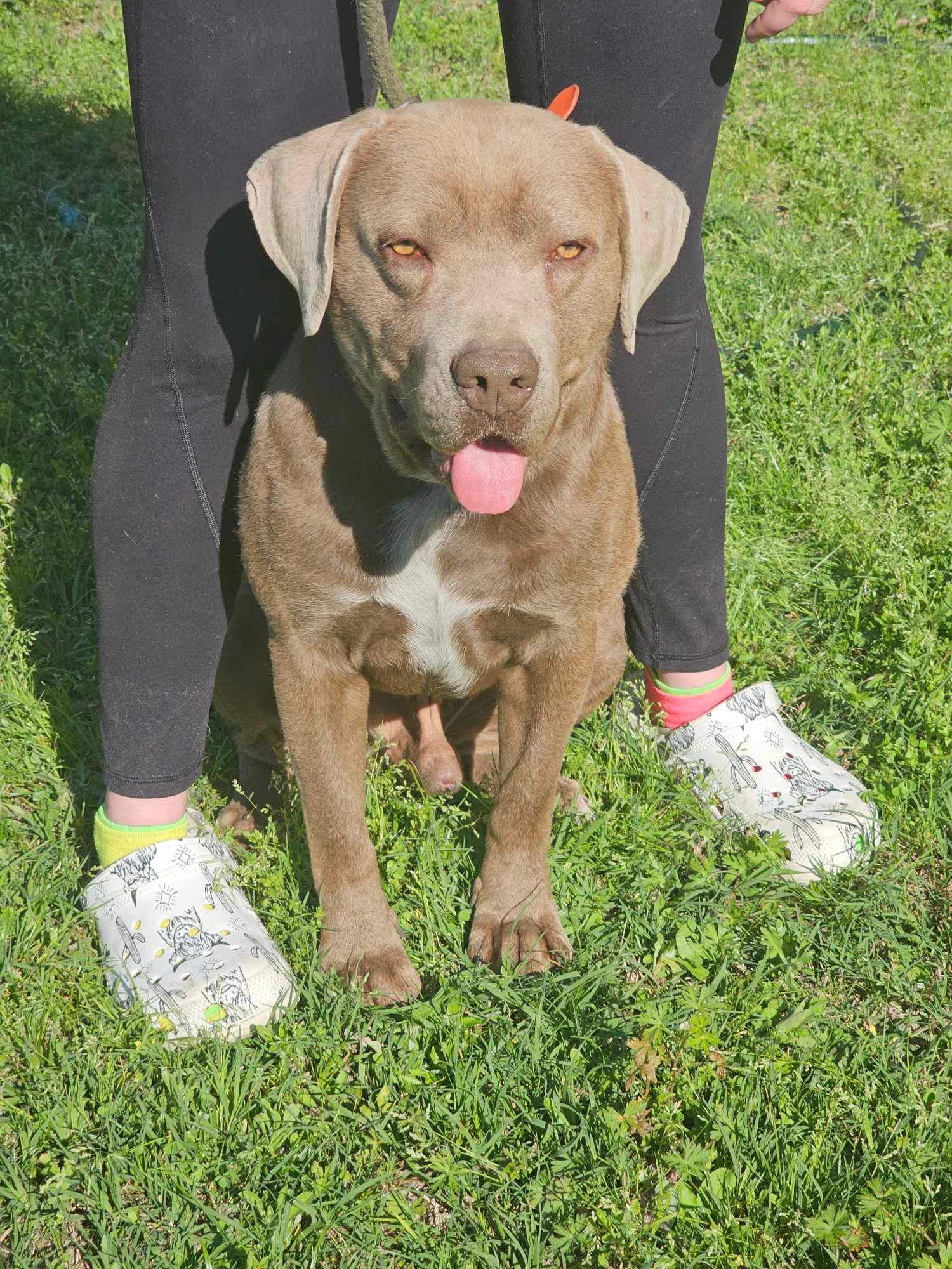 Enlarge Beau M, an adopted Pit Bull Terrier in Savannah, GA image 3/4