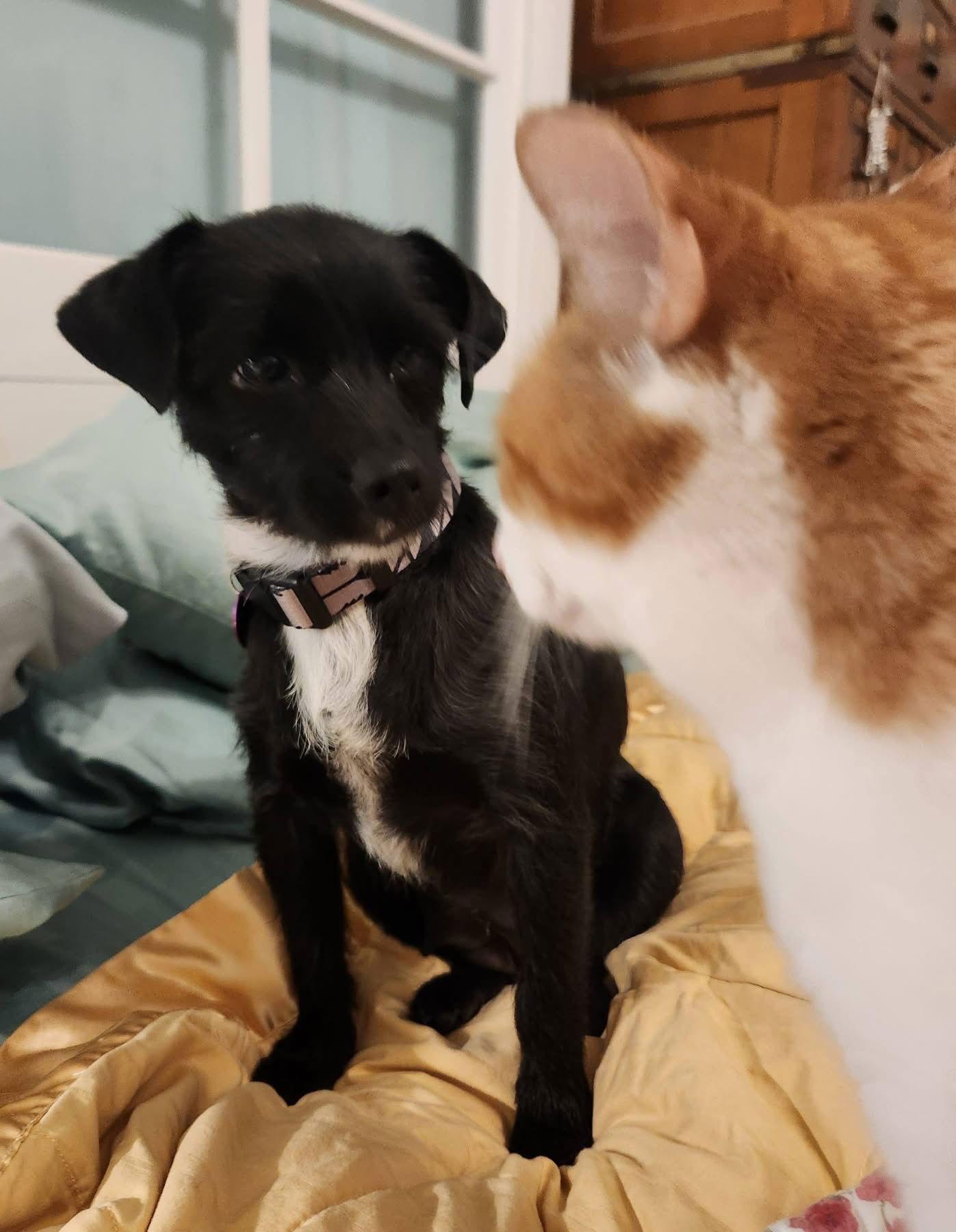 Heidi, Adopted, Young Female Terrier.