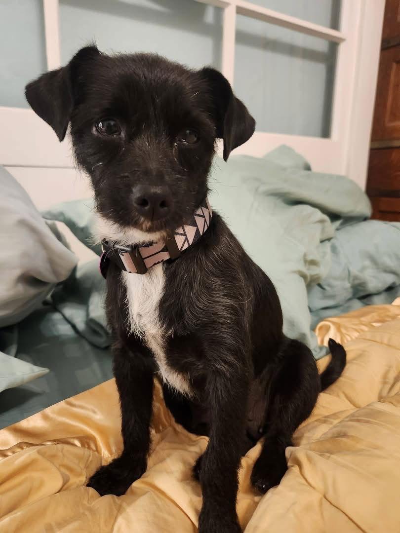 Enlarge Heidi, a Adopted Terrier in San Bernardino, CA image 2/3