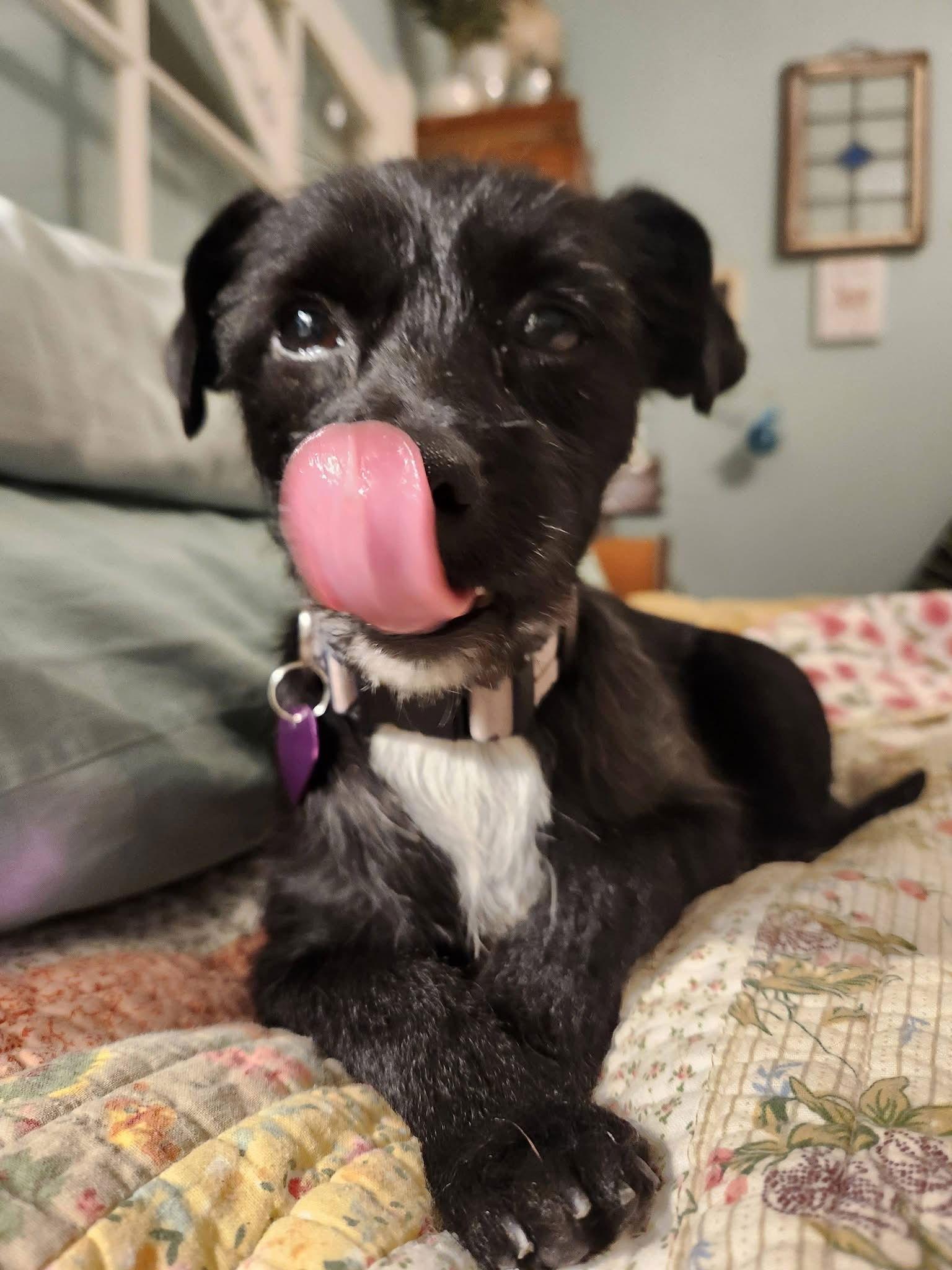 Enlarge Heidi, a Adopted Terrier in San Bernardino, CA image 3/3