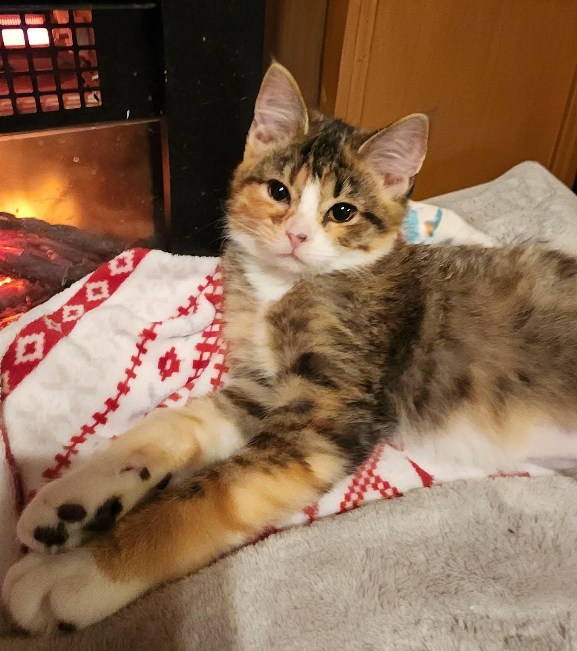 Enlarge Honorah , an adopted Domestic Short Hair in Pardeeville, WI image 1/2