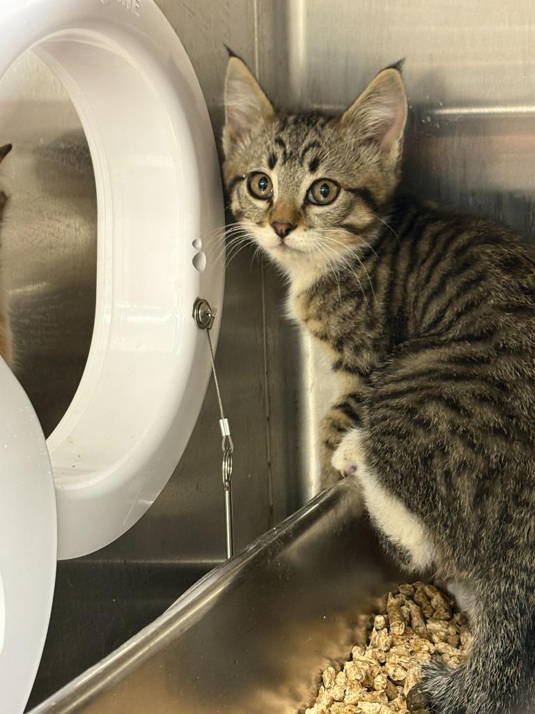 Lionel Messi, Adoptable, Kitten Male Domestic Short Hair.