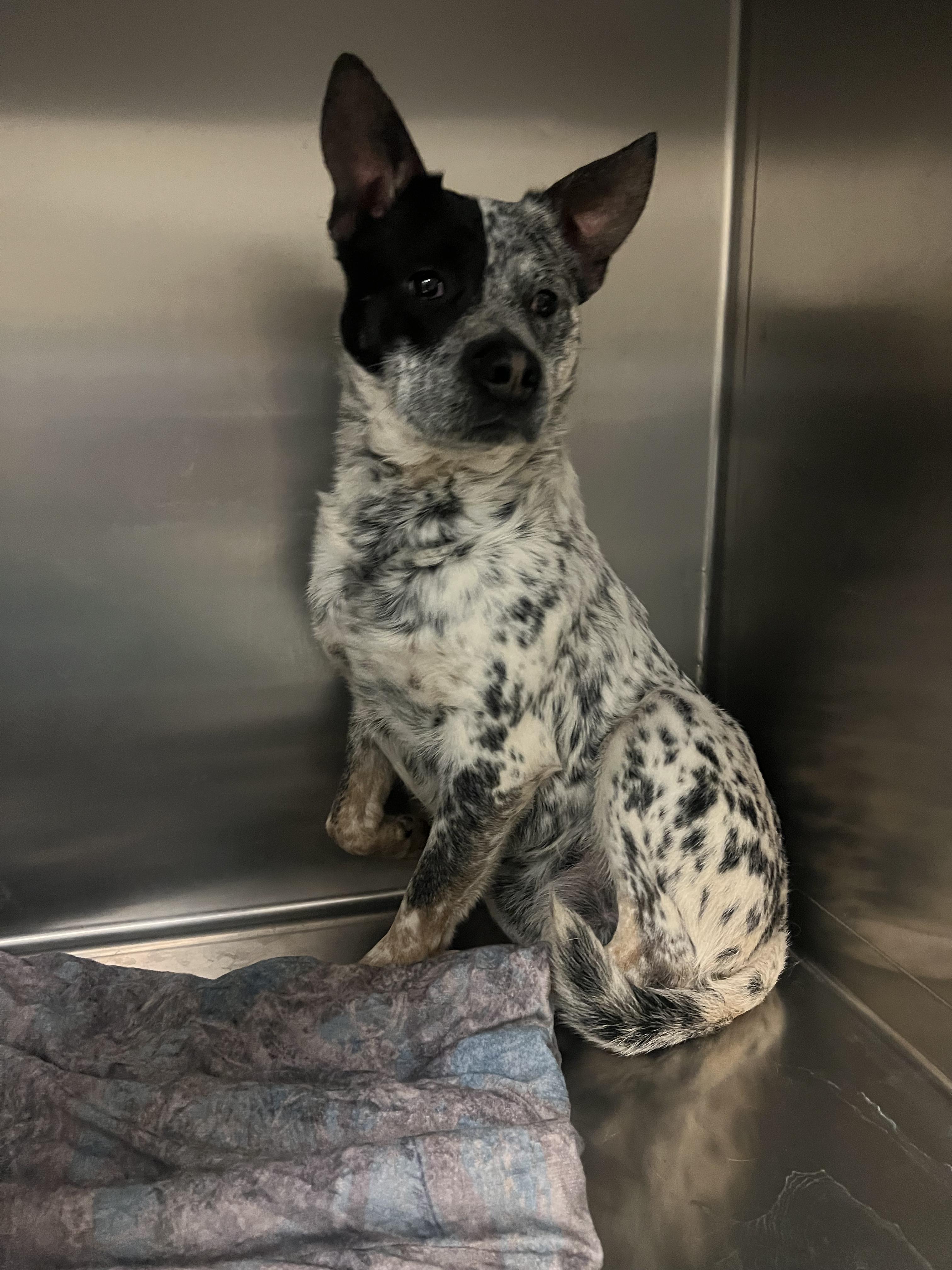 Herman, adoptable, Adult Male Australian Cattle Dog / Blue Heeler.