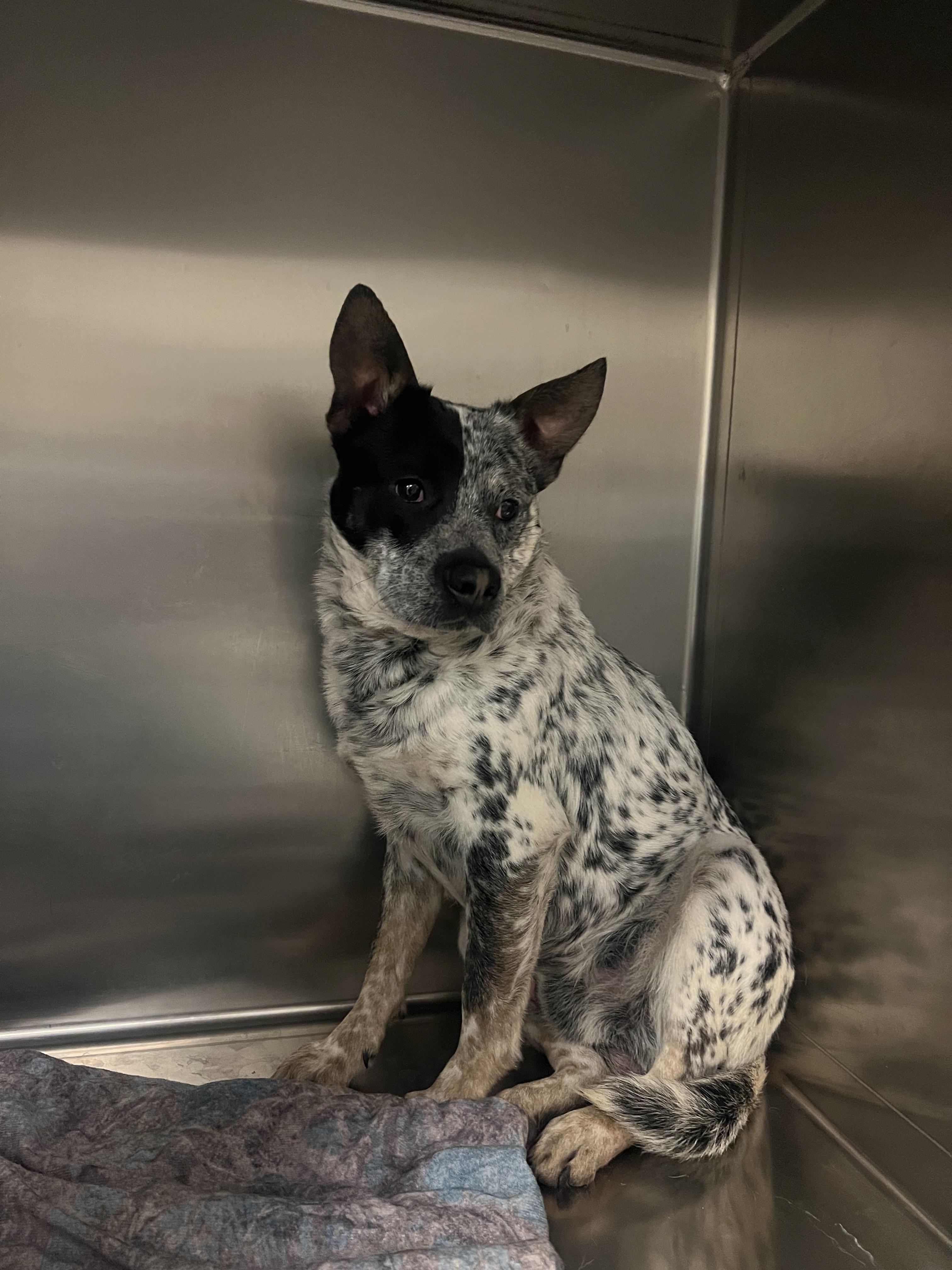 Enlarge Herman, an adoptable mixed breed in Fort Collins, CO image 2/2