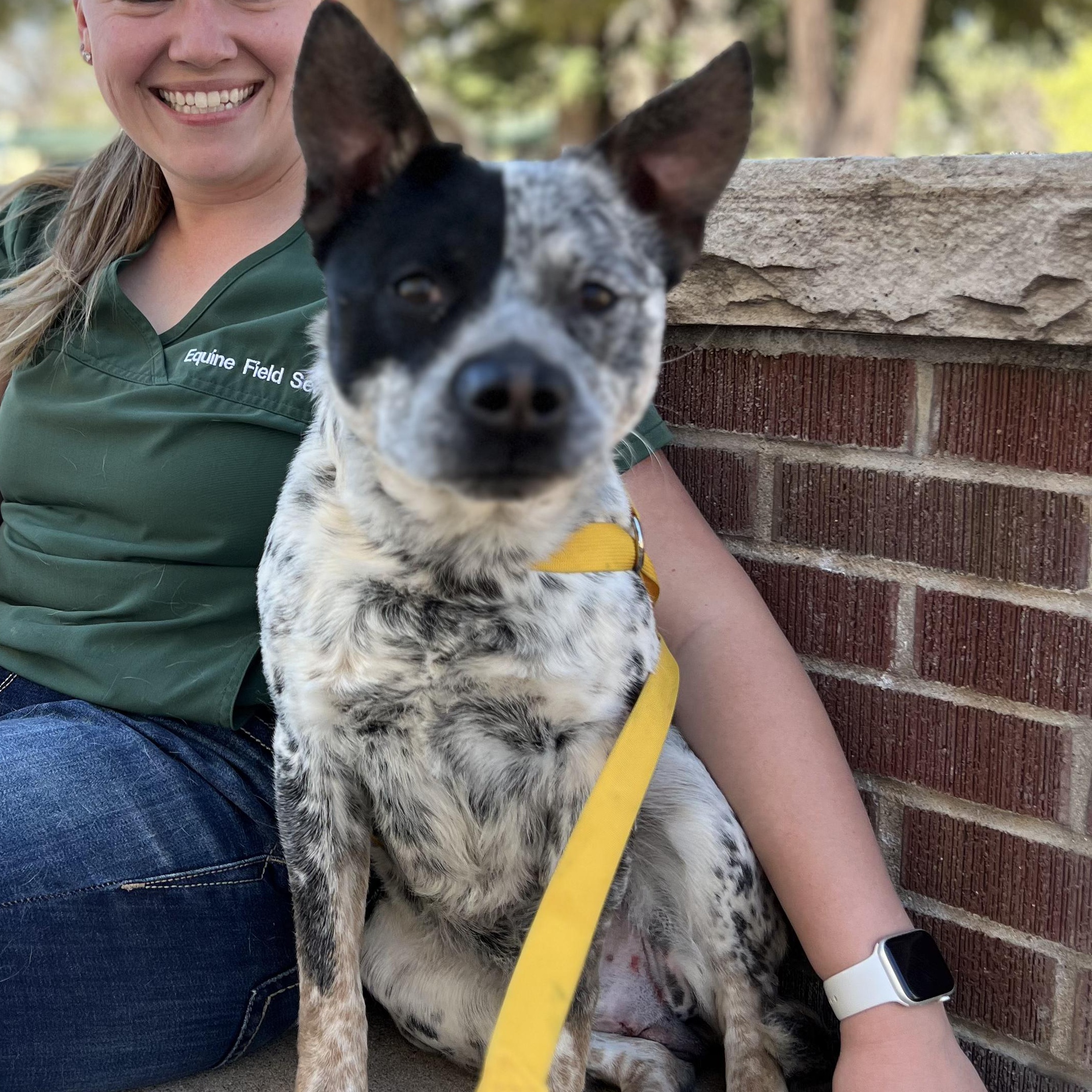 Herman, adoptable, Adult Male Australian Cattle Dog / Blue Heeler.