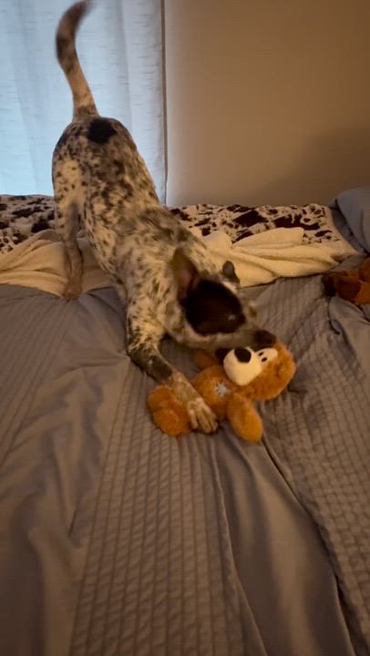 Enlarge Herman, an adoptable mixed breed in Fort Collins, CO video 3/3