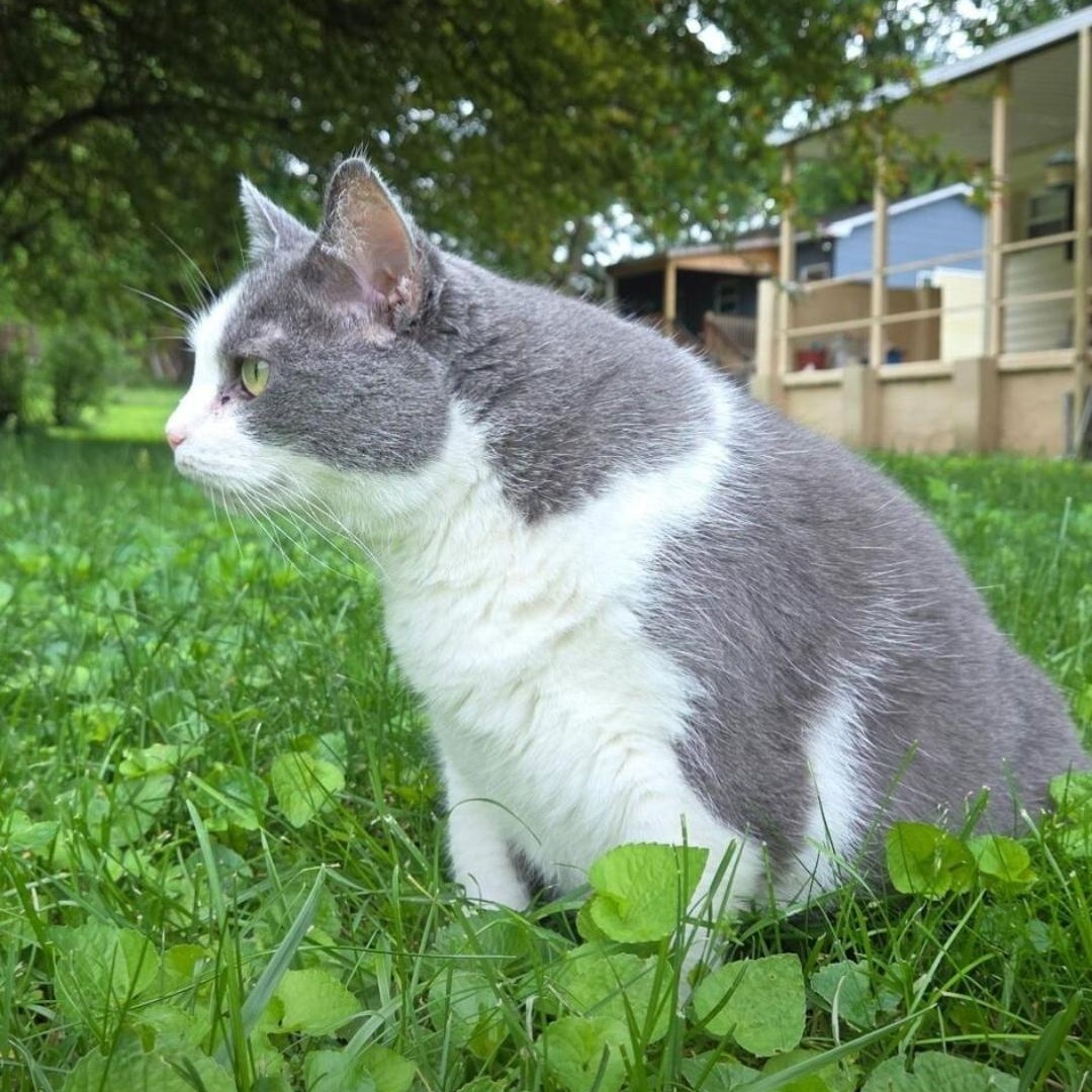Shady, Adoptable, Adult Female Domestic Short Hair.