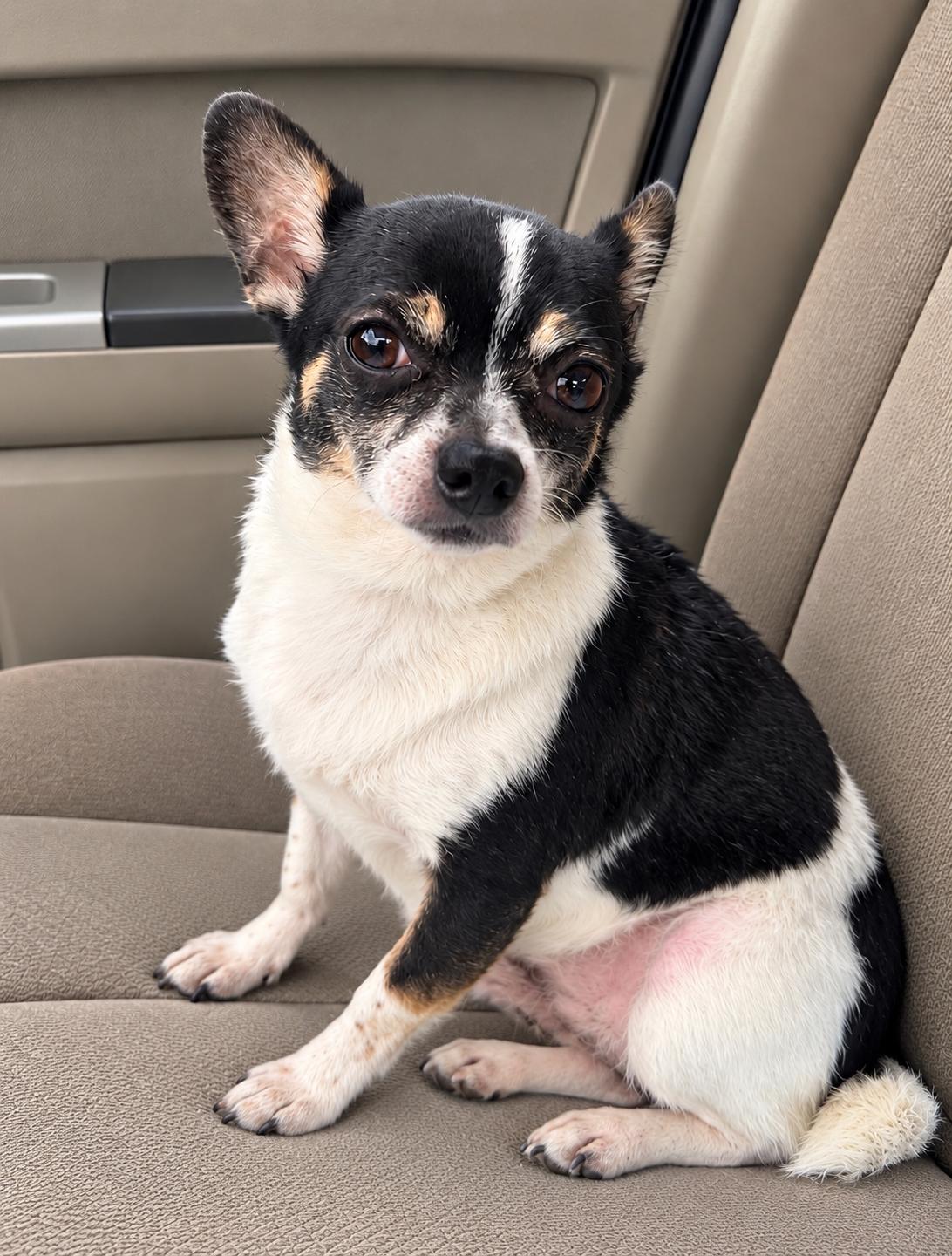 Sparky, Adoptable, Adult Male Chihuahua.